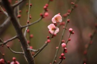 春意萌动！听，诗词里的立春节气