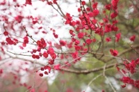 夜雨丨黄裕涛：春的序章