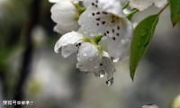 【古诗词鉴赏】明代词人 唐寅《一剪梅 • 雨打梨花深闭门》词赏析