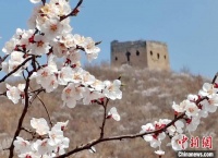 河北秦皇岛：山花映长城 春景如画