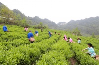 广西灵川：春日好风光 春茶采盈筐