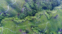 毕节纳雍：把荒山雕刻成了产业的艺术品