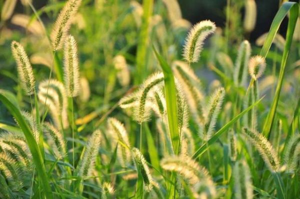 “狗尾巴草”其实是个宝，用它来煮水喝，或能帮助解决这4个问题