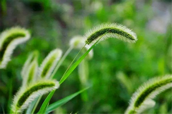 “狗尾巴草”其实是个宝，用它来煮水喝，或能帮助解决这4个问题