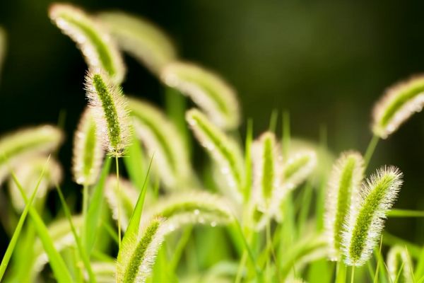 “狗尾巴草”其实是个宝，用它来煮水喝，或能帮助解决这4个问题