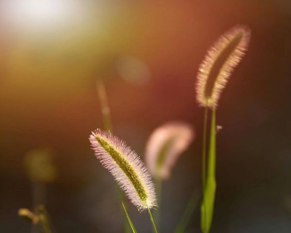 “狗尾巴草”其实是个宝，用它来煮水喝，或能帮助解决这4个问题