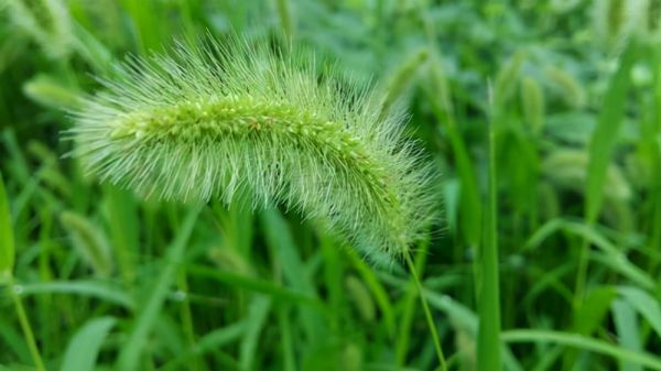 “狗尾巴草”其实是个宝，用它来煮水喝，或能帮助解决这4个问题