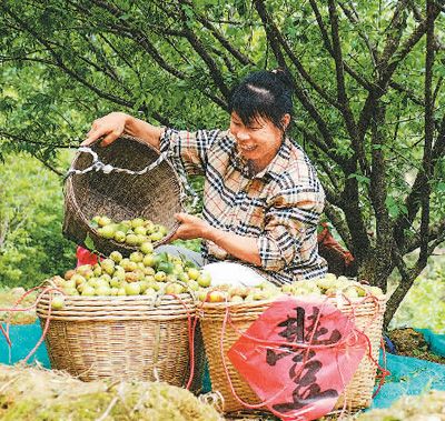 近日，果农在广西壮族自治区梧州市苍梧县狮寨镇古东村森木组采摘青梅。何华文摄（人民视觉）