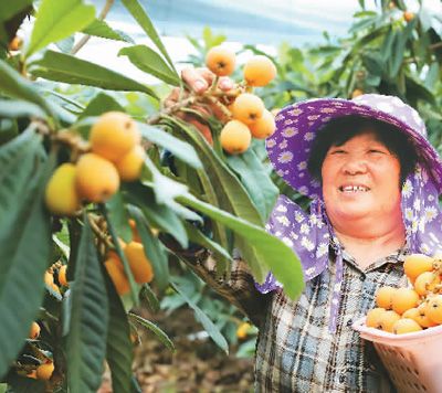 浙江省温岭市坞根镇小坞根村的农民日前在采收枇杷。蒋友青摄（人民视觉）