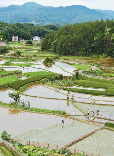 6月1日，江西省赣州市兴国县江背镇茂源村村民正在抢插中稻,田间地头一派繁忙。陈 鹏摄（人民视觉）