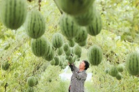 夏至：景风南来 养心安神