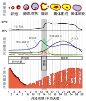 月经后出血是怎么回事？医生解答