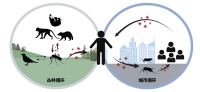 一种鲜为人知的病毒在蔓延：奥罗普切热是什么？