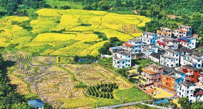  江西省赣州市安远县三百山镇咀下村，金色稻谷与民居相互映衬，一幅和美乡村丰收画卷映入眼帘。 朱海鹏摄（人民视觉）