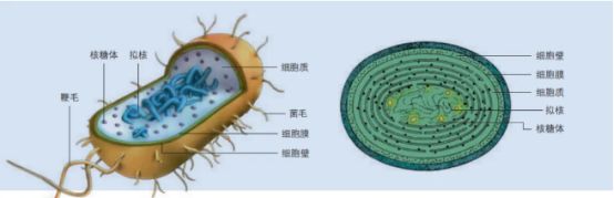 大肠杆菌和蓝细菌（属于原核生物）的细胞结构示意图（图片来源：人教版高中生物教材-必修1）