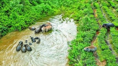 在云南省西双版纳傣族自治州景洪市大渡岗乡，“然然家族”和“短鼻家族”野象在水塘洗澡。新华社记者 胡超摄